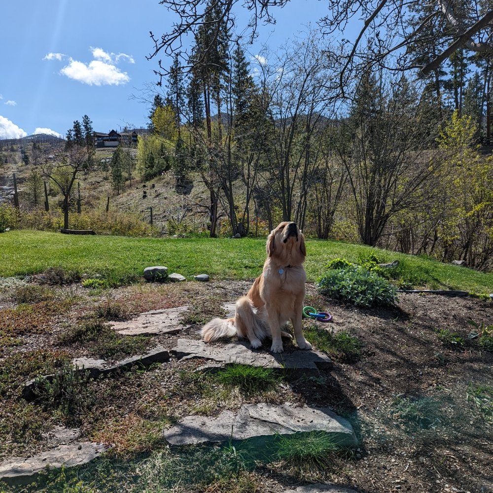 Meet your Posher, Rose